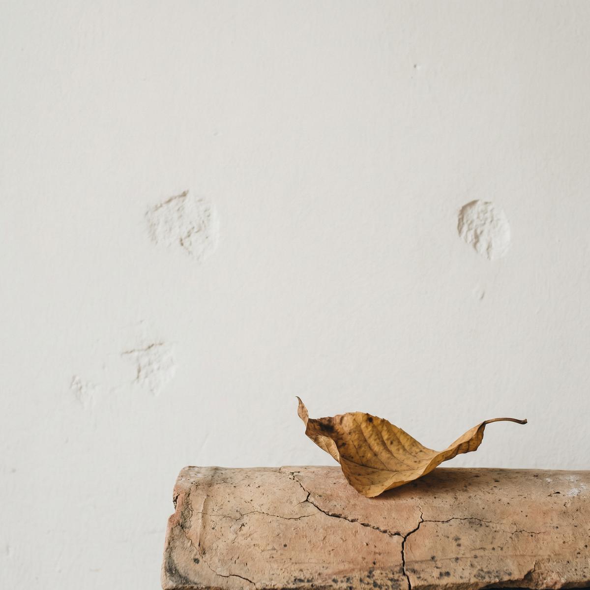 蘑菇视频静谧影像-枯叶禅意摄影视频