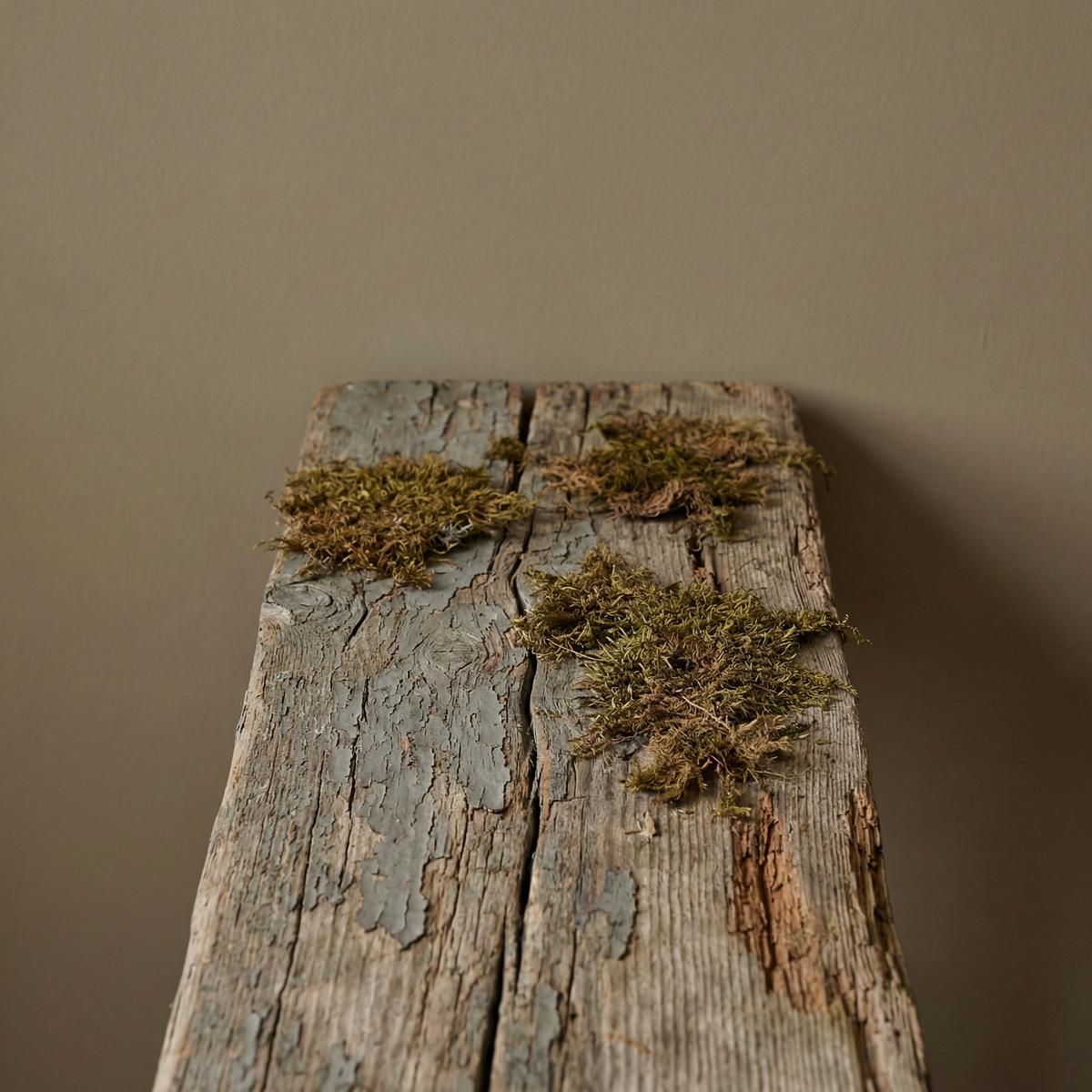 蘑菇视频静谧影像-枯木